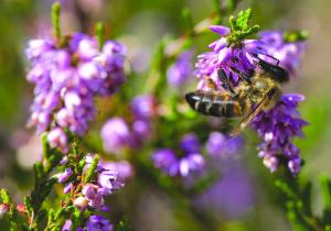 Ekomuzeum - Pasieka Maja