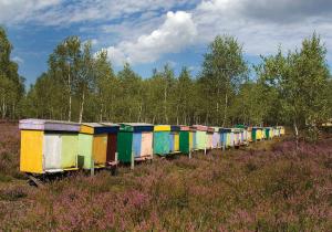 Ekomuzeum - Pasieka Maja